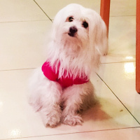 Maltese, Köpek  Nada fotoğrafı