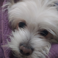 Maltese, Köpek  Nada fotoğrafı