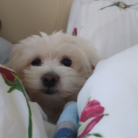 Maltese, Köpek  Nada fotoğrafı