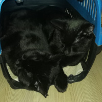 Scottish Fold, Kedi  Zeytin ve badem fotoğrafı