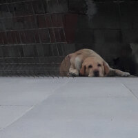 Labrador Retriever, Köpek  Karamel fotoğrafı