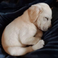 Labrador Retriever, Köpek  Karamel fotoğrafı