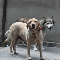 Labrador Retriever, Köpek  Karamel fotoğrafı