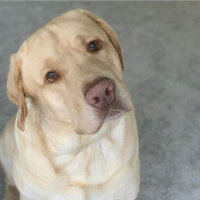 Labrador Retriever, Köpek  Karamel fotoğrafı