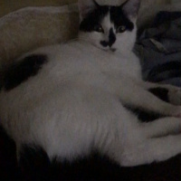 Tekir Kedi, Kedi  Coco fotoğrafı