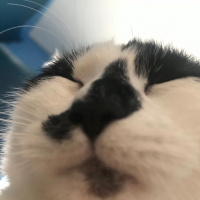 Tekir Kedi, Kedi  Coco fotoğrafı
