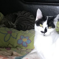 Tekir Kedi, Kedi  Coco fotoğrafı