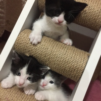 Scottish Fold, Kedi  mona-duman-tom-lisa-çako fotoğrafı