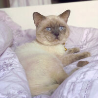 British Shorthair, Kedi  Sinba fotoğrafı