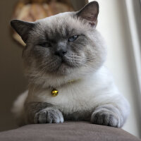 British Shorthair, Kedi  Sinba fotoğrafı