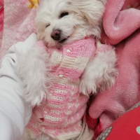Maltese, Köpek  Maya fotoğrafı