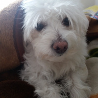 Maltese, Köpek  Maya fotoğrafı