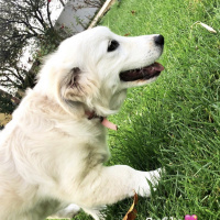 Golden Retriever, Köpek  Sufle (golden kırması) fotoğrafı