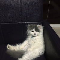 İran Kedisi (Persian), Kedi  Ceko fotoğrafı