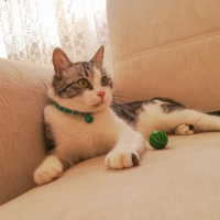 Tekir Kedi, Kedi  Eyşan fotoğrafı