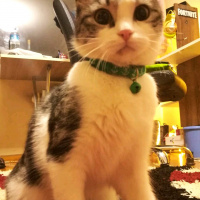 Tekir Kedi, Kedi  Eyşan fotoğrafı
