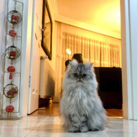 Chinchilla, Kedi  Mia fotoğrafı