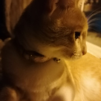 Sarman, Kedi  Prenses fotoğrafı