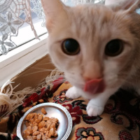 Sarman, Kedi  Prenses fotoğrafı
