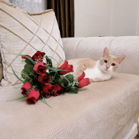 Sarman, Kedi  Prenses fotoğrafı