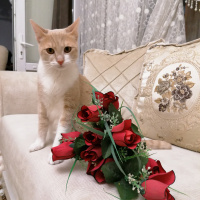 Sarman, Kedi  Prenses fotoğrafı