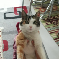 Tekir Kedi, Kedi  Renkli fotoğrafı