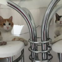 Tekir Kedi, Kedi  Renkli fotoğrafı