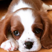 Cavalier King Charles Spanieli, Köpek  Efe fotoğrafı