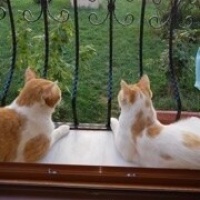 Sarman, Kedi  Çiko fotoğrafı