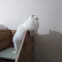 İran Kedisi (Persian), Kedi  Pamuk fotoğrafı