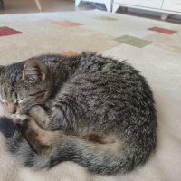 Tekir Kedi, Kedi  Latte fotoğrafı