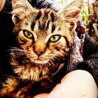 Tekir Kedi, Kedi  Cake fotoğrafı