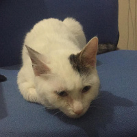 Van Kedisi, Kedi  Tokyo fotoğrafı