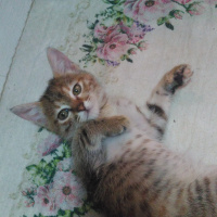 Abyssinian, Kedi  Tırtıl fotoğrafı