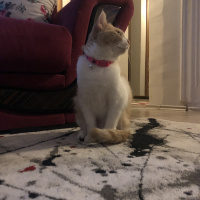 British Shorthair, Kedi  Karamel fotoğrafı