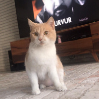 British Shorthair, Kedi  Karamel fotoğrafı