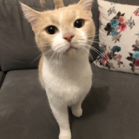 British Shorthair, Kedi  Karamel fotoğrafı