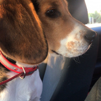 Beagle, Köpek  Bambam fotoğrafı