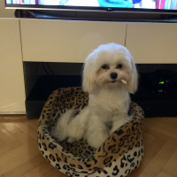Maltese, Köpek  Şeker fotoğrafı