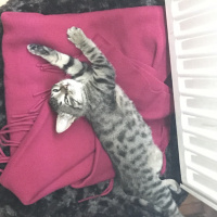 Tekir Kedi, Kedi  Lego fotoğrafı