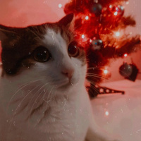 Tekir Kedi, Kedi  BONCUK fotoğrafı