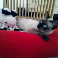 Siyam Kedisi, Kedi  Leonardo fotoğrafı