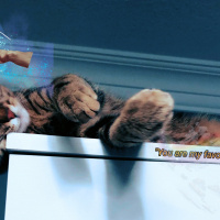 Tekir Kedi, Kedi  Pars fotoğrafı