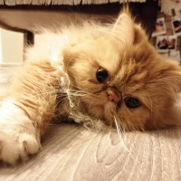 İran Kedisi (Persian), Kedi  Badem fotoğrafı