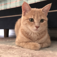 Sarman, Kedi  Limon fotoğrafı