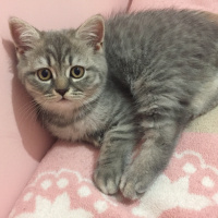 British Shorthair, Kedi  Jerry Ve Jelly fotoğrafı
