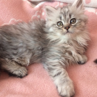British Shorthair, Kedi  Jerry Ve Jelly fotoğrafı
