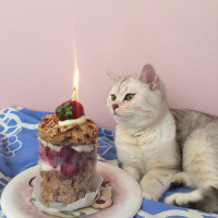 British Shorthair, Kedi  Jerry Ve Jelly fotoğrafı