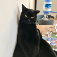 Scottish Fold, Kedi  Mabel fotoğrafı