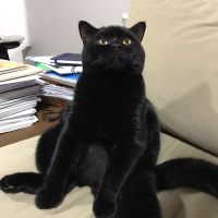 Scottish Fold, Kedi  Mabel fotoğrafı